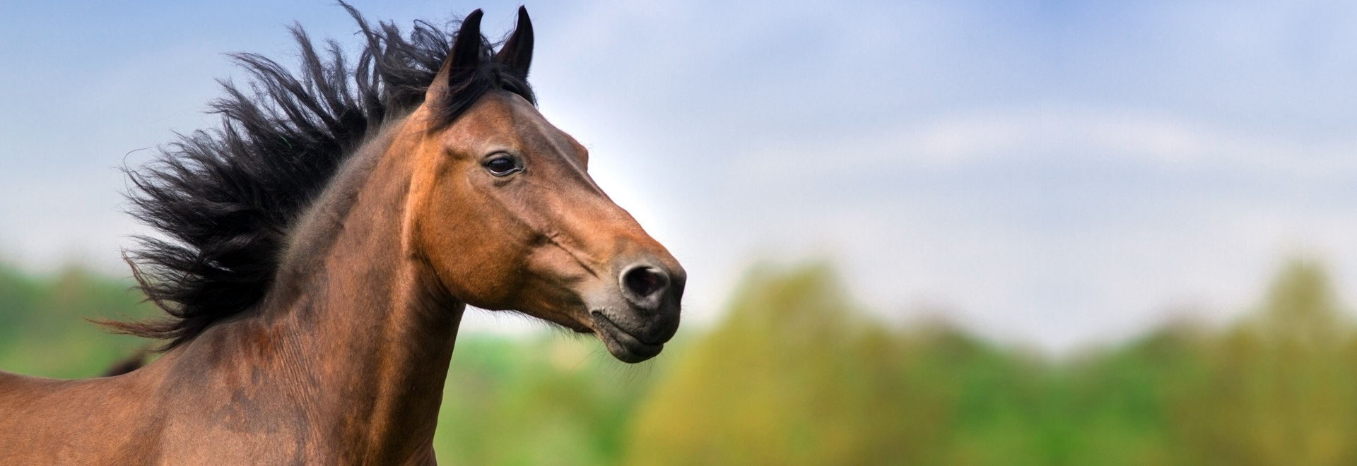 Nahaufnahme Pferd Nahaufnahme Pferd
