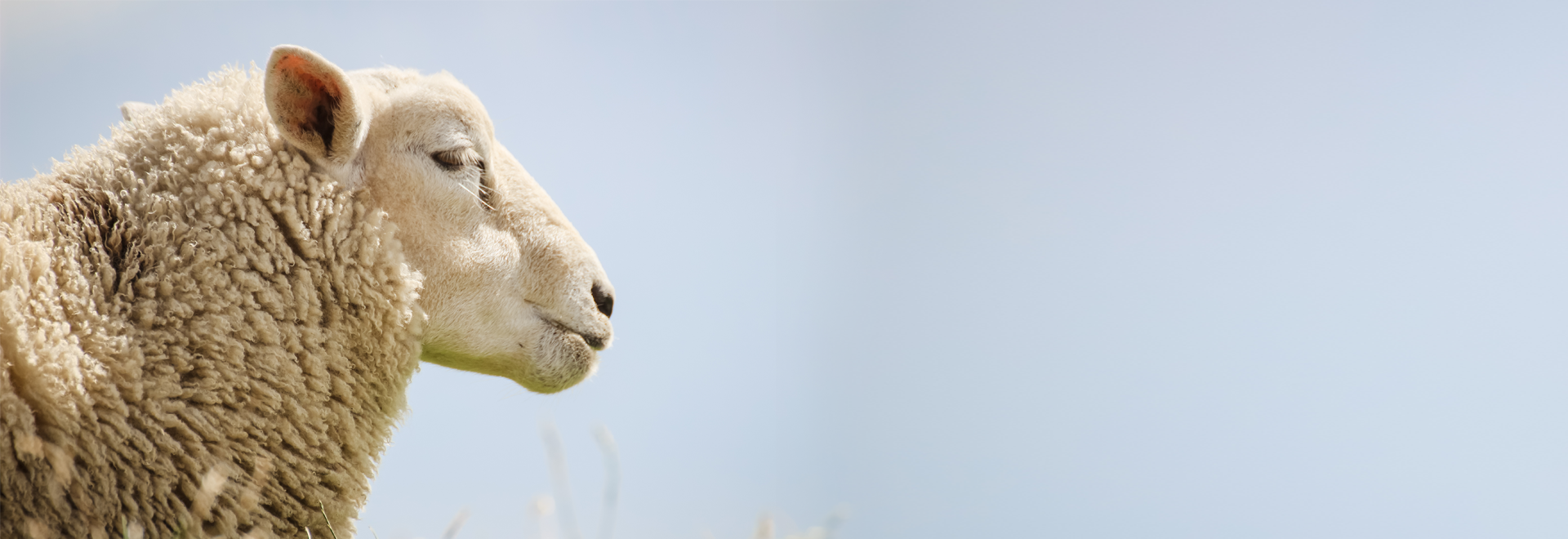 Nahaufnahme Schaf Nahaufnahme Schaf